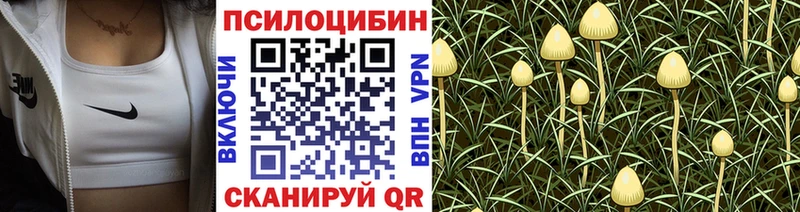 где продают наркотики  Западная Двина  Псилоцибиновые грибы Cubensis 